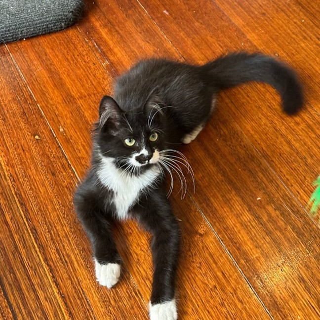 Photo of Poppy 