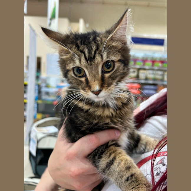 Photo of Fred *9 Lives Project Rescue*