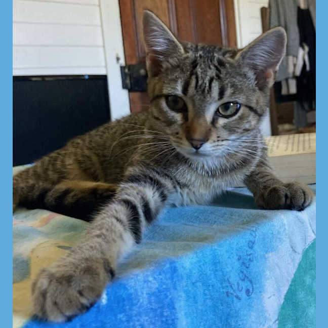 Photo of Pepper