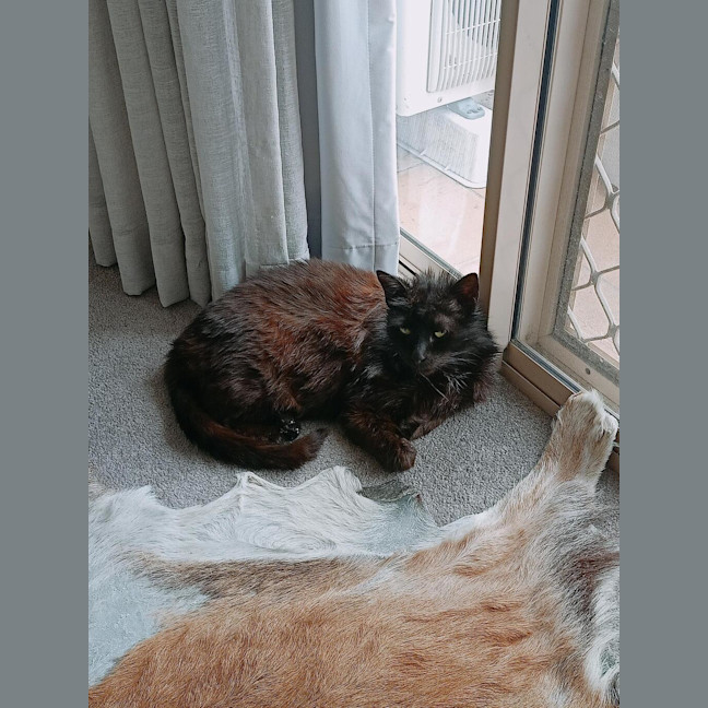 Photo of Sammy
