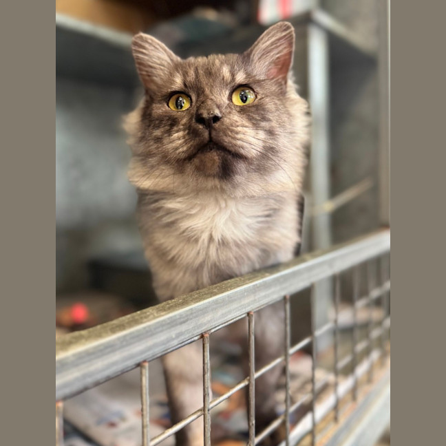 Photo of Ghost 