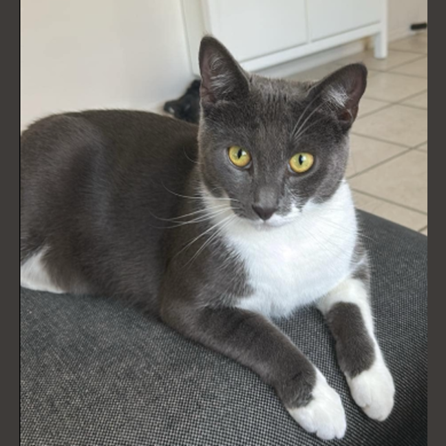 Photo of Spock
