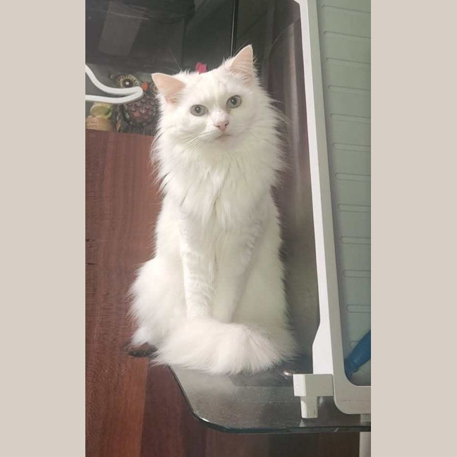 Photo of Kimba (Diamond)