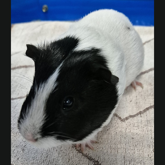 Photo of Hope (Bonded With Harmony)