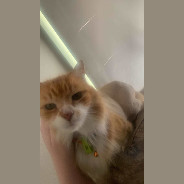 Photo of Chicken Wing