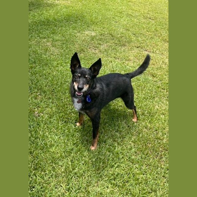 Photo of Jessica   6 Year Old Kelpie X Cattle Dog