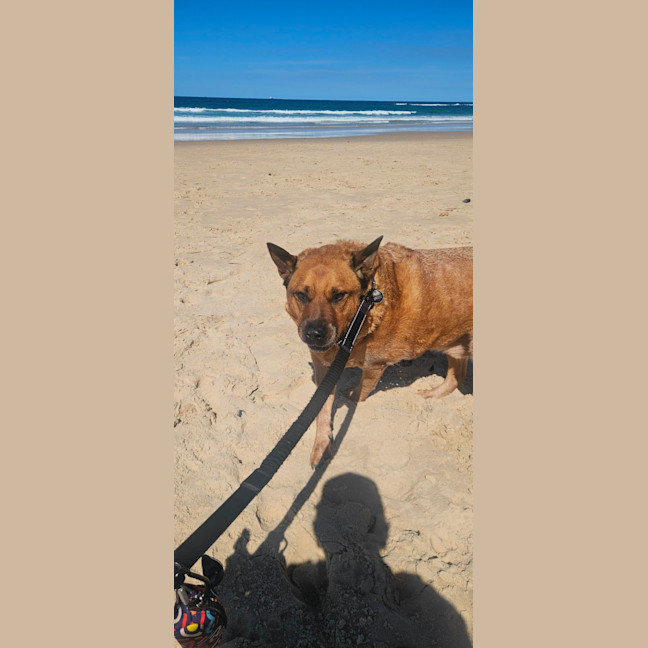 Photo of Rus   5 Year Old Cattle Dog