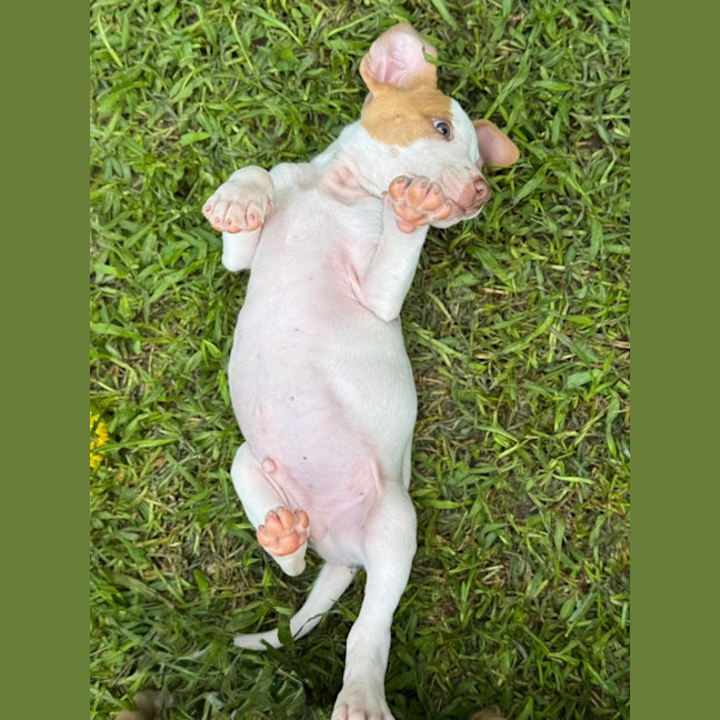 Photo of Reggie/Jingle