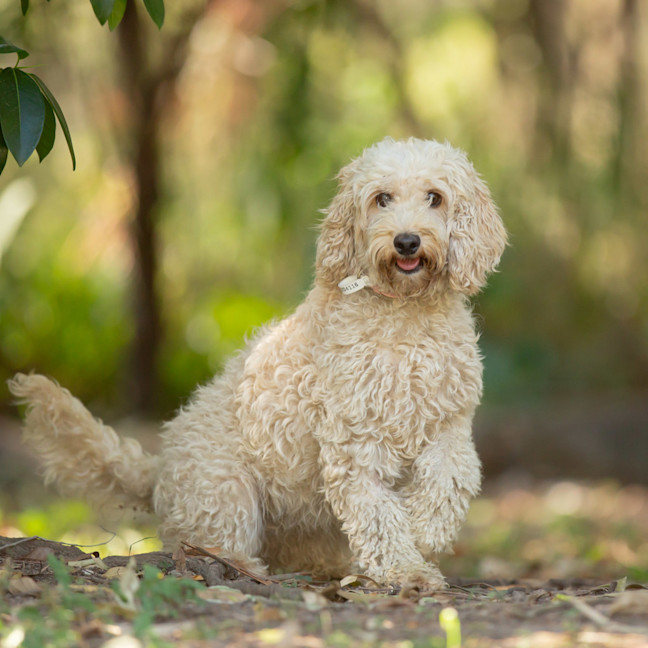 Photo of Willow