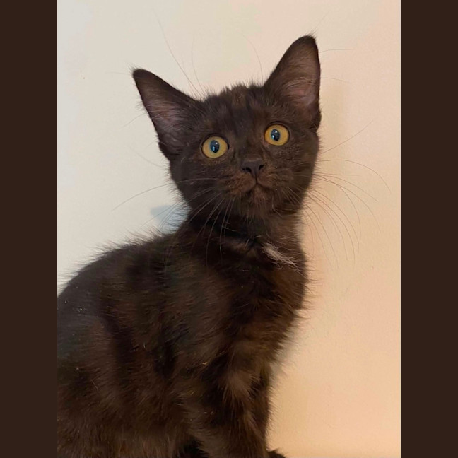 Photo of Delilah 