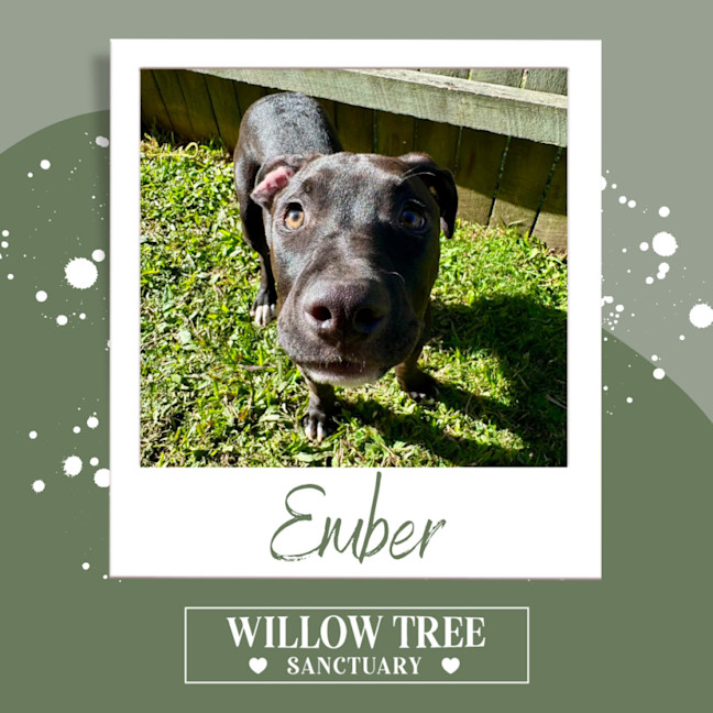 Photo of Ember