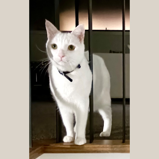 Photo of Barfi