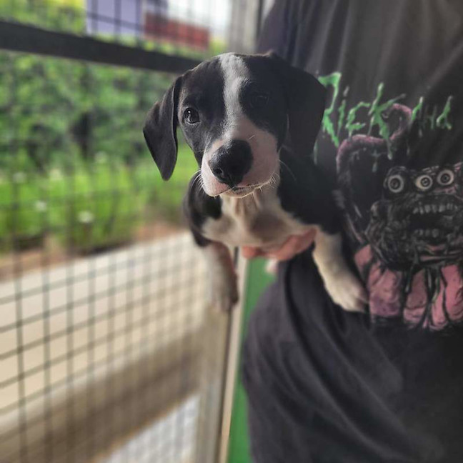 Photo of Oreo