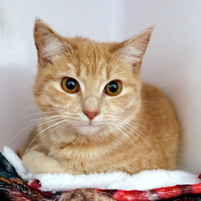Photo of Fifi Stk014878