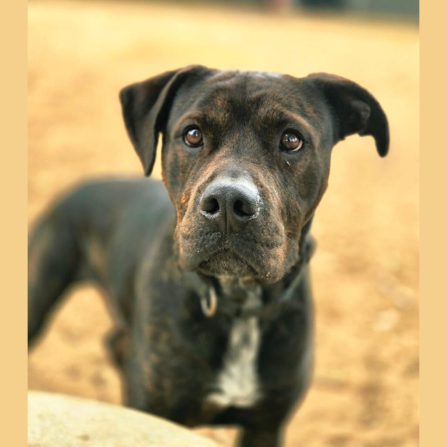 Photo of Rocky