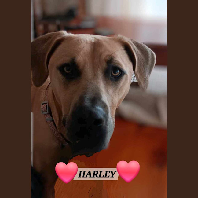 Photo of Harley