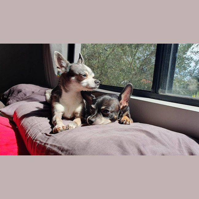 Photo of Rocky And Hugo