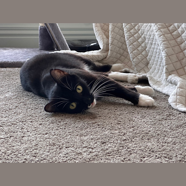 Photo of Queenie