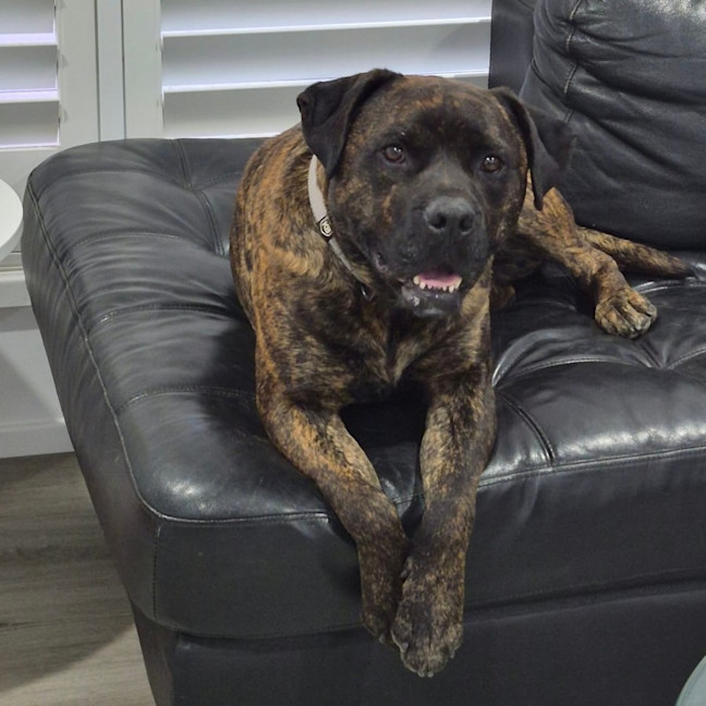 Photo of Rex