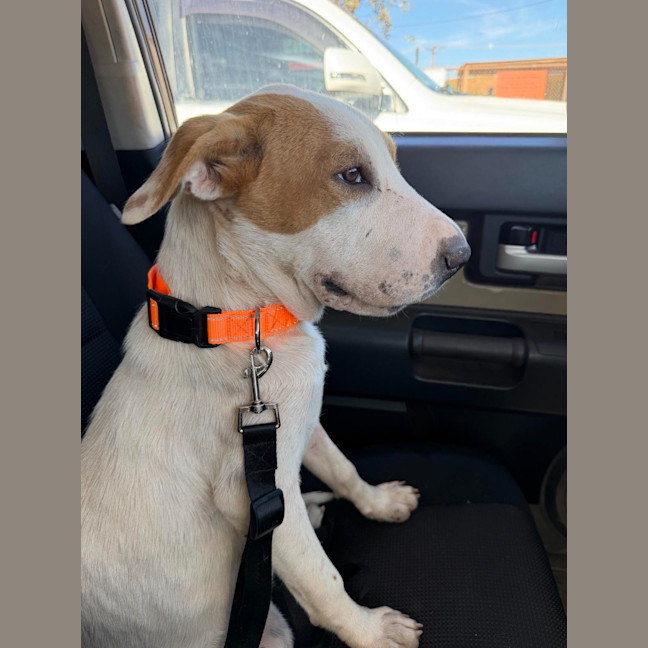 Photo of Toffee Twist