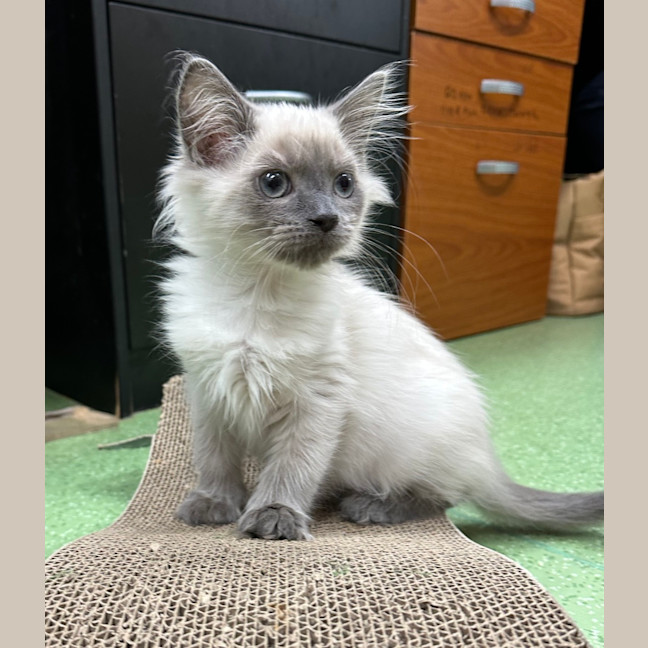 Photo of Biscuit