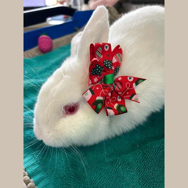 Photo of Candy