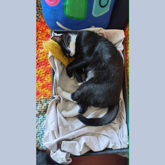Photo of Limi