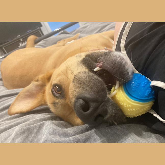 Photo of Lacey (60335)