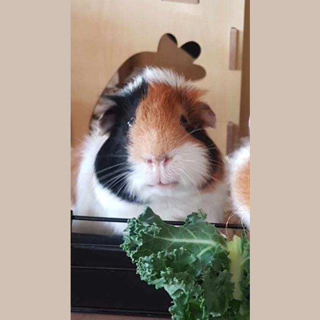 Photo of Rocco And Reggie