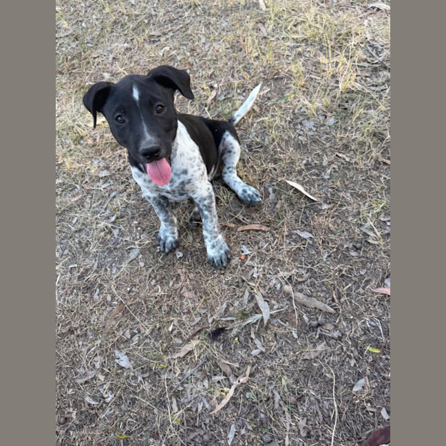 Photo of Rossi (Bessie's Puppy)