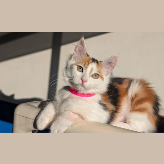 Photo of Penelope