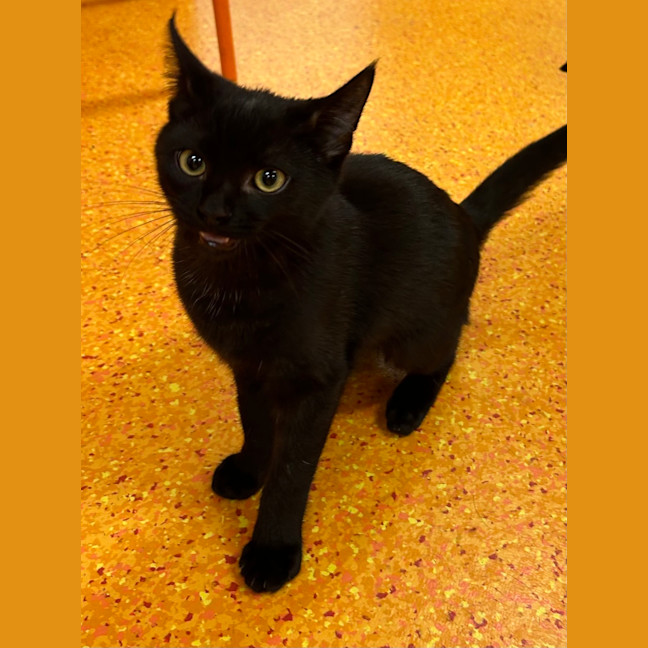 Photo of Treacle