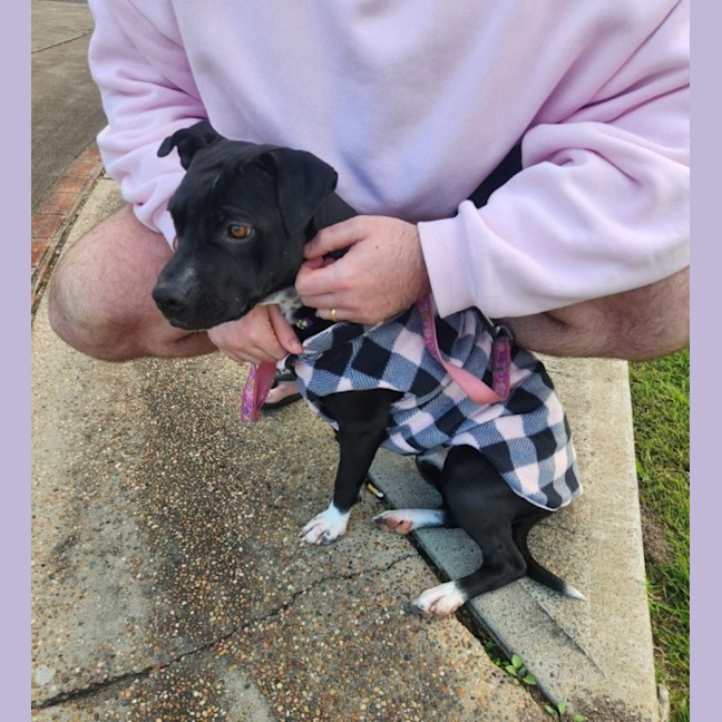 Photo of Sambi   3 Year Old Staffy