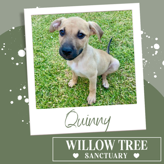 Photo of Quinny