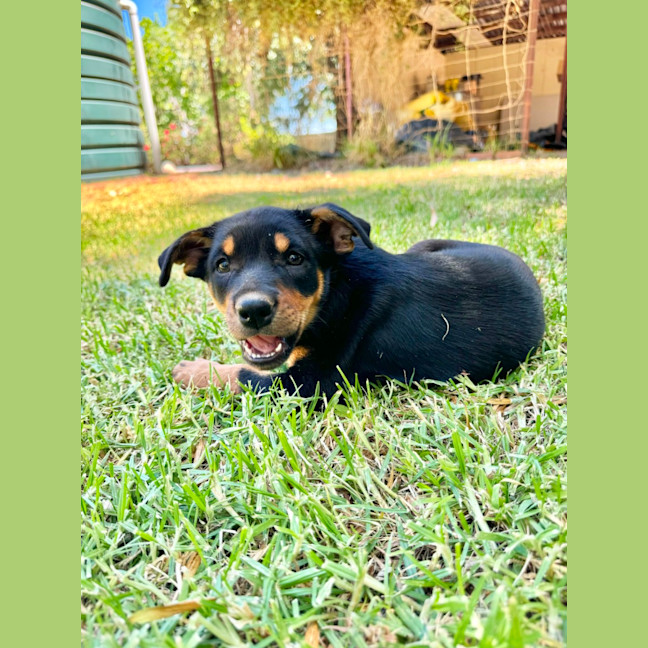 Photo of Gingerbread