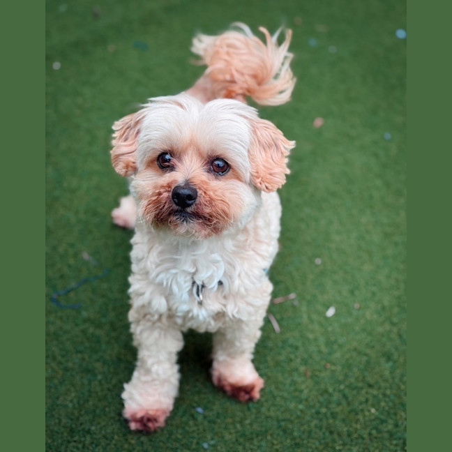 Photo of Peanut Butter