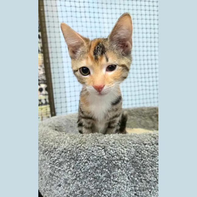 Photo of Moxie