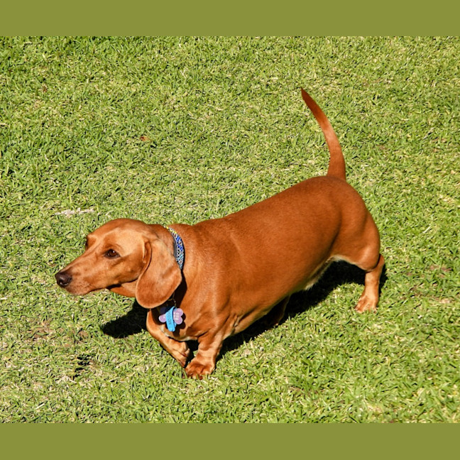 Photo of Rusty (Was Dusty)