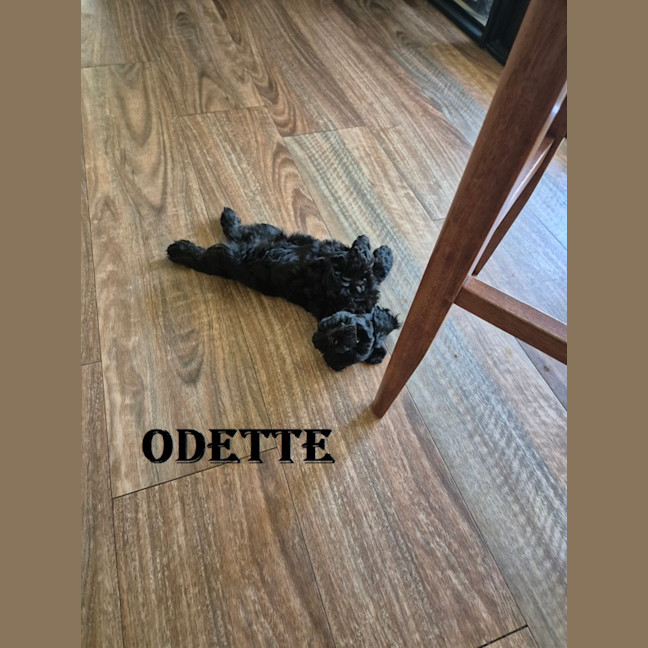 Photo of Odette