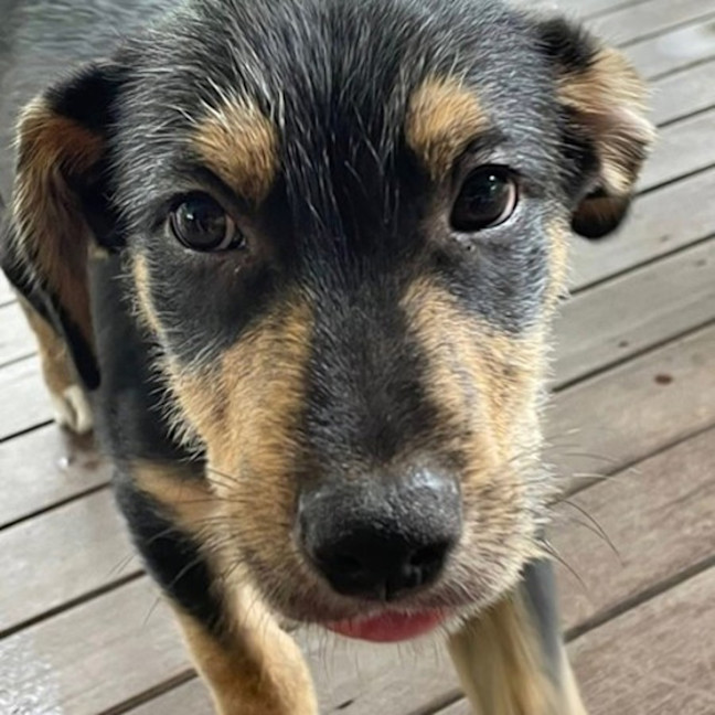 Photo of Freckle