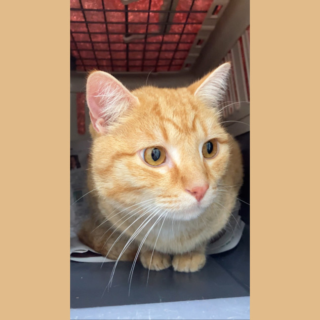 Photo of Pumpkin Sam