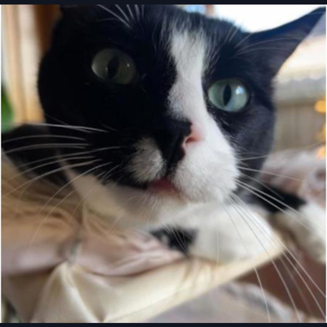 Photo of Teacake