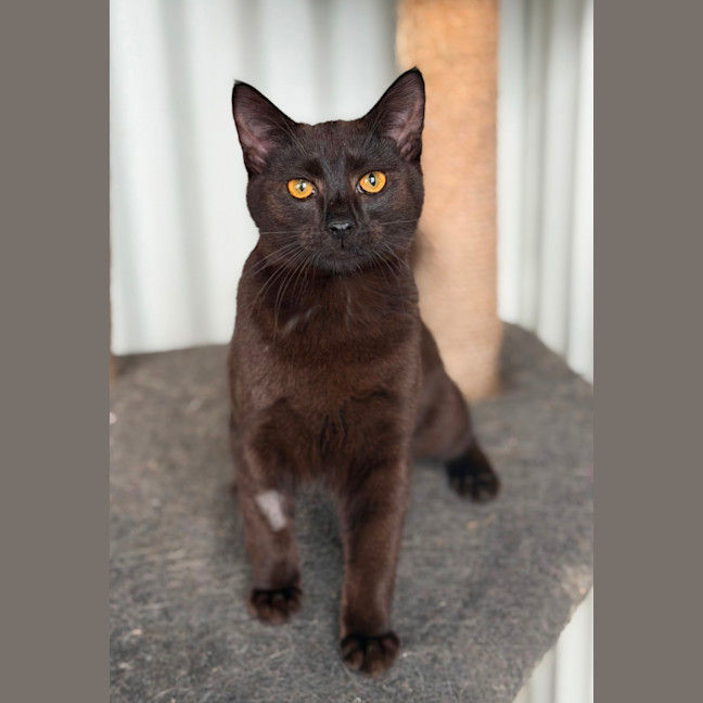 Photo of Flint