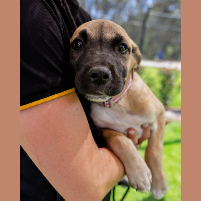 Photo of Nova