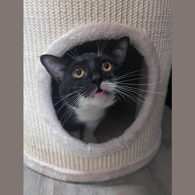 Photo of Sweetie Pie