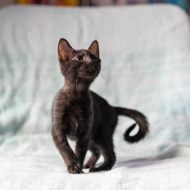 Photo of Fern