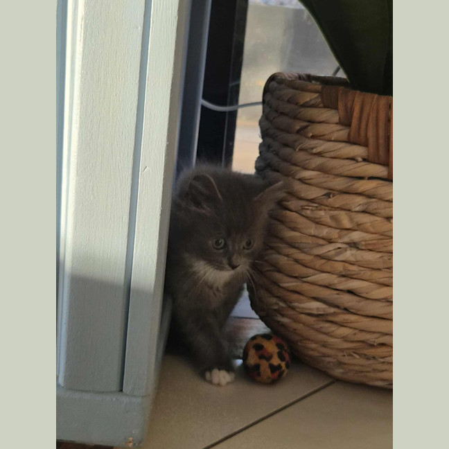 Photo of Roxy