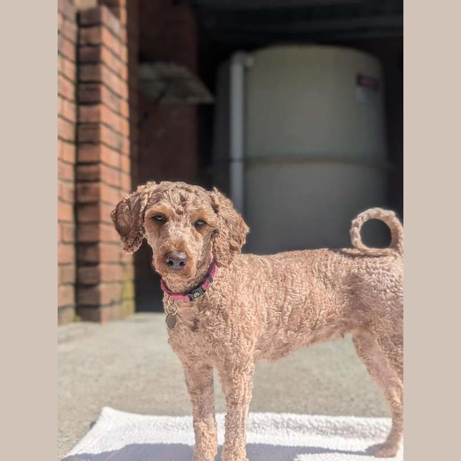 Photo of Peach
