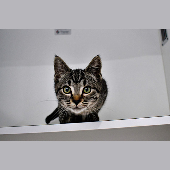 Photo of Meatball