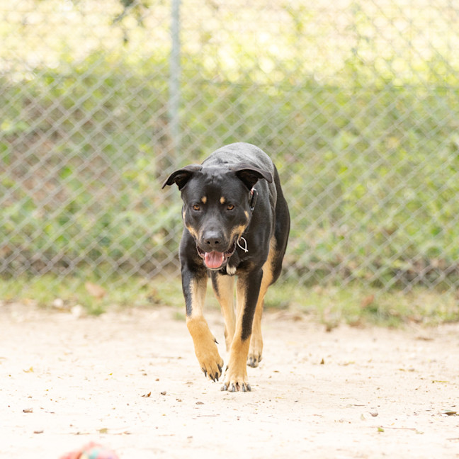 Photo of Echo